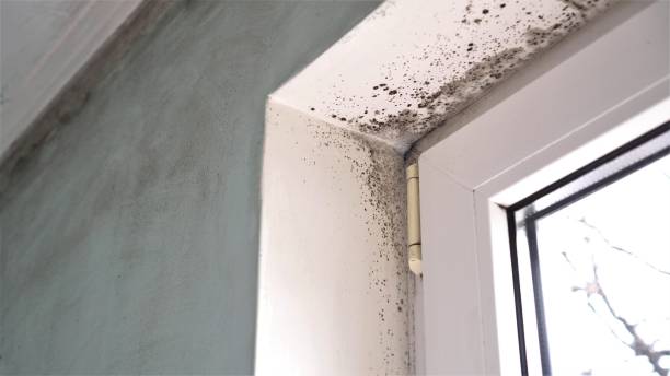 Best Black Mold Removal  in Fairdale, PA