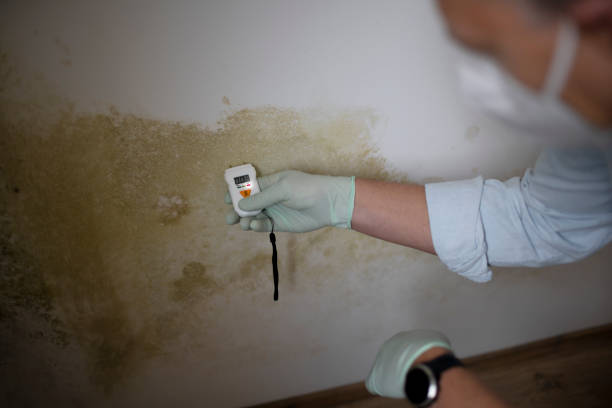 Best Mold Removal and Inspection  in Fairdale, PA