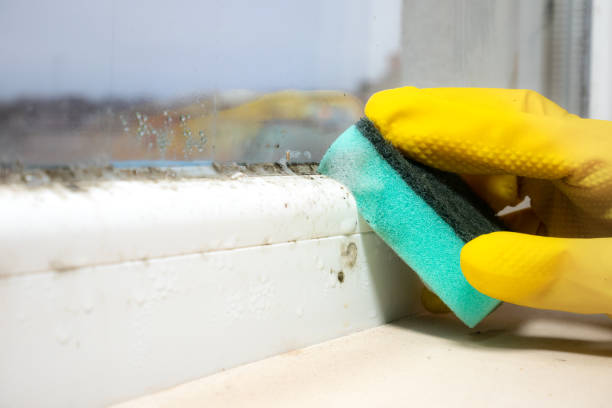 Best Mold Damage Repair  in Fairdale, PA