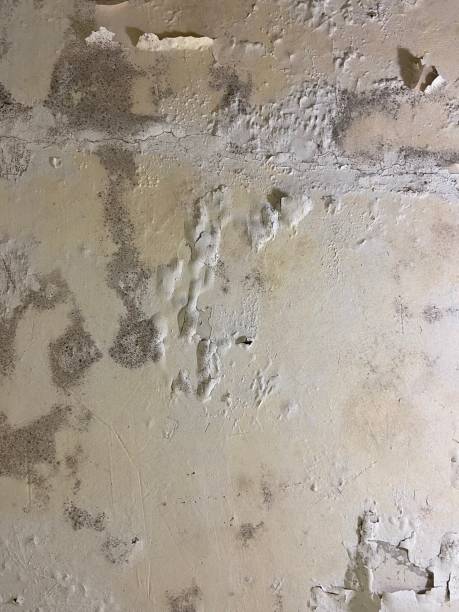 Best Toxic Mold Removal  in Fairdale, PA