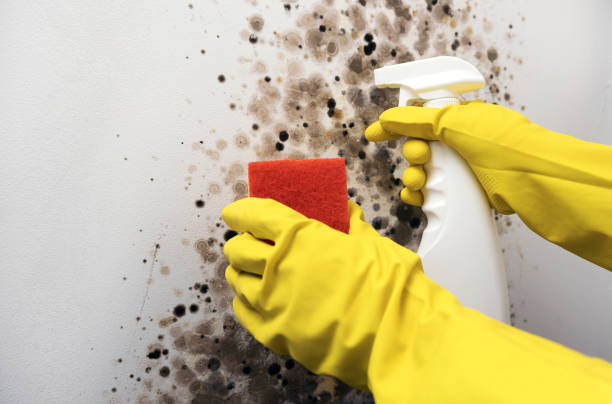 Best Fast Mold Removal  in Fairdale, PA