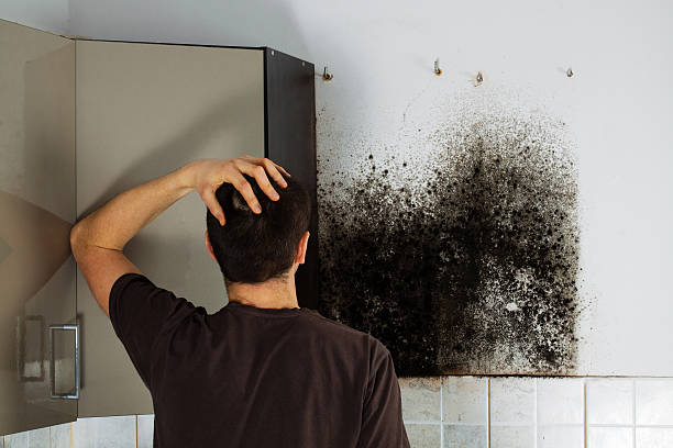 Attic Mold Removal in Fairdale, PA